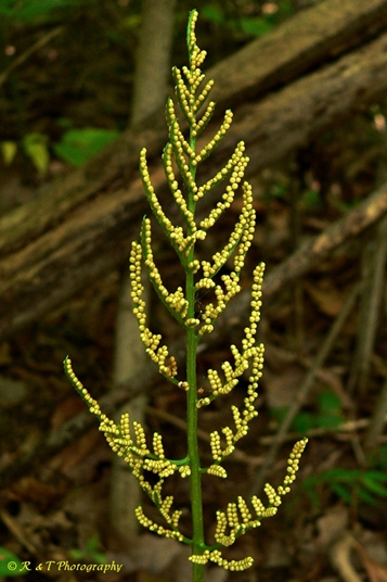 {Sceptridium biternatum}